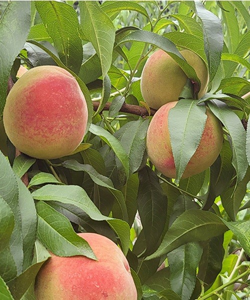 딱딱이 백도 4kg(소과/25과내)